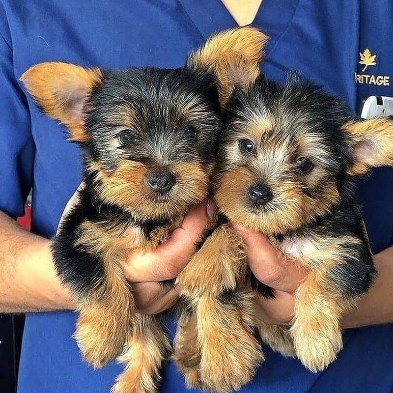 Yorkshire terrier mini