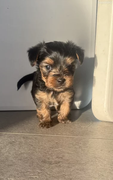 Yorkshire terrier mini