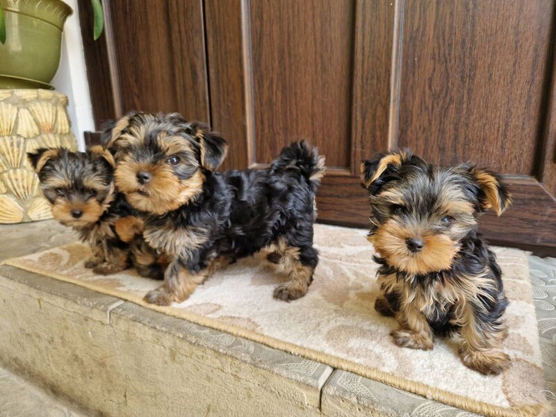 Yorkshire terrier mini