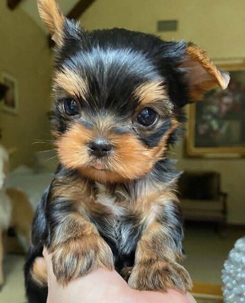 Yorkshire terrier mini