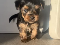 Yorkshire terrier mini