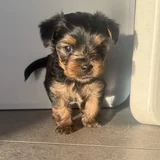 Yorkshire terrier mini